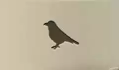 Crow