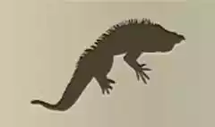 Iguana