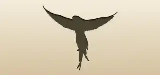 オウムのシルエット