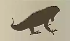Iguana