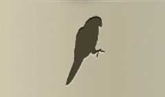Parrot silhouette