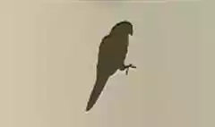 Parrot