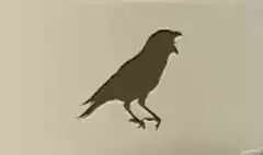 Crow