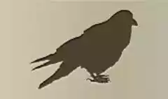 Crow