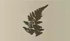 Fern