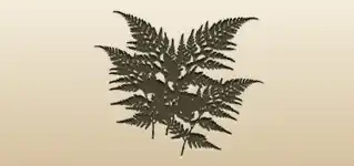 シダ植物のシルエット