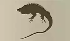 Iguana
