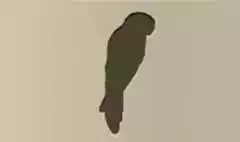 Parrot