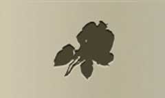 Roses silhouette