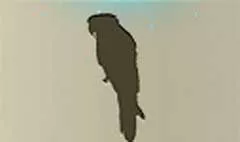 Parrot