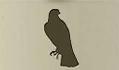 Falcon