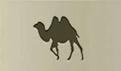 Camel