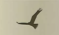 Falcon