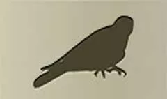 Falcon