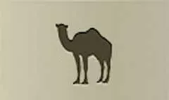 Camel