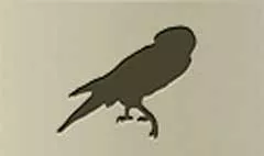 Falcon