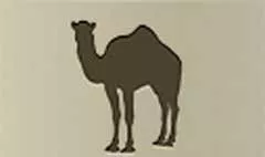 Camel