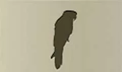 Parrot