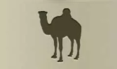 Camel