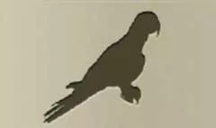 Parrot