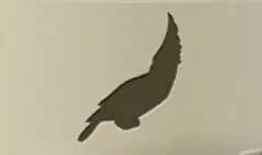 Parrot