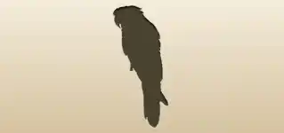 Parrot silhouette