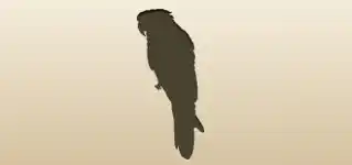 Parrot silhouette