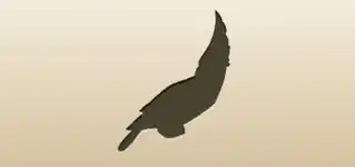 Parrot silhouette