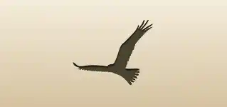 Falcon silhouette