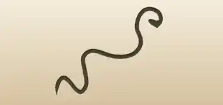 Snake silhouette