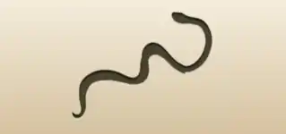 Snake silhouette