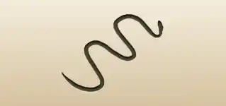 Snake silhouette
