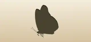 Butterfly silhouette