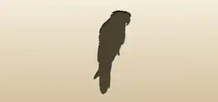Parrot silhouette