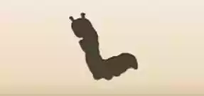 Caterpillar