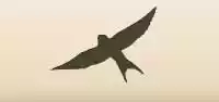 Swallow