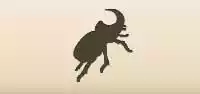 Beetle