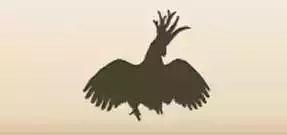 Cockatoo