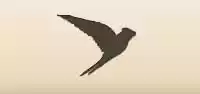 Swallow