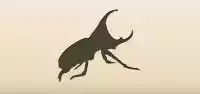 Beetle