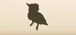 Cockatoo