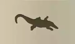 Crocodile