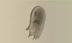 Ghost