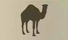 Camel