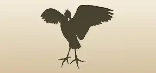 Scarlet Ibis silhouette