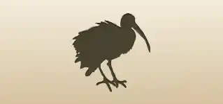 Scarlet Ibis silhouette