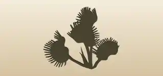 Venus Flytrap silhouette