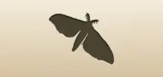 Moth silhouette
