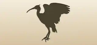 Scarlet Ibis silhouette