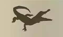 Crocodile